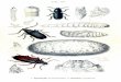 Fauna Germanica - Die Käfer des Deutschen Reiches. … · Harpium inquisitor. Tafel 131. 3. Stenochorus meridianus, I. Rhamnusium bicolor. 2. ... Saperda carcharias. 2. populnea,