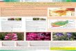 Vascular plants of Afghanis tan – an augmented checklist · Wildkräuter, Nutzpflanzen, Gemüse, Früchte, Gebirgspflanzen, Wasserpflanzen, Straßenbäume, Ornamentalpflanzen, Landschaften