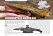 Quappen-Profis packen ausfischereiverein-kiefersfelden-jungfischer.com/downloads/006_011... · ximales Alter: 24 Jahre. Doch so weit muss in der Historie gar nicht zurückgeblickt