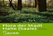 Flora der Stadt Halle (Saale) - ufz.de · Meist in der zweiten Märzhälfte präsentiert sich der Stadtgottesacker mit einem blauen Teppich aus blühenden Blausternen (Scilla siberica)