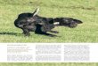 Jagdhunde - qudespah.com · Das sichere Hier wird der Vierläufer unterwegs ange-leint, Gehorsamsübungen werden ge-arbeitet, und ganz wichtig sind im Trai-ning integrierte Ruhe-Einheiten
