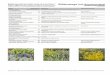 Blütenwoge (mit Sommermahd) · Name Stück/100 m² (botanisch - deutsch) (empfohlener Mengenanteil) Hinweise