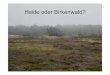 Heide oder Birkenwald · Jasione montana Bergsandglöckchen. Foto Martin Schnittler ^ —"ifc. Vr^ i & * m ä . ™v ^ f | ^^Thp _ ifcL. 'S- \ p V ’ 'k 