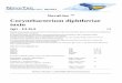Corynebacterium diphtheriae toxin - scdiagnostics.com.au · The NovaTec Corynebacterium diphtheriae toxin IgG-ELISA is intended for the quantitative determination of IgG class antibodies
