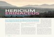 HERICIUM ERINACEUS - natur-wissen.com · anderes Naturmittel bei Gastritis, Unverträglichkeiten und Verdauungsproblemen. Ebenso erfolgreich unterstützt er die Nervenregeneration,