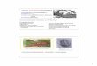 Stamm: Arthropoda (Gliederfüßler) Trilobita ...lanpartei.de/~anubis/Gecko/Faecher/zoologie/WS 07_08/az12ws07.pdf · 3 II. Antennata/Mandibulata: besitzen Antennen und Mandibeln