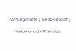 Atmungskette ( Endoxidation) - pharmazie.heimat.eupharmazie.heimat.eu/downloads/5semester/biochemie/atmungskette2.pdf · Durch Kanäle in komplexen Proteinen, die ATP-Synthasen, fließen