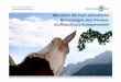 Prof. Dr. Jörg R. Aschenbach Institut für Veterinär ... · 3 Wie kann die Kuh azidotische Belastungen des Pansen-stoffwechsels kompensieren J.R. Aschenbach: Pansen-Workshop, 6