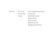 Reiche: Protozoa: Plasmodiophoramycota Chromista: Oomycota ... · CharakterisikaCharakteristika von Pilzenphytopathogener Pilze - Überblick Stamm Vegetative Entwicklung Generative