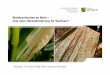 Blattkrankheiten Mais P litz.ppt) · Biologie: Überdauerung an Ernterückständen (Maisstroh) im Mai auf Zwischenwirte der Gattung Sauerkleegewächse Infektion der Maispflanzen durch