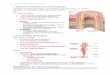 1.3.8 Anatomie Verdauungstrakt - gesundheitsakademieevb.de · ca. 25cm langer Muskelschlauch ... Lympfollikel (nur im Wurmfortsatz und Rektum) keine 2-schichtig 9Tänien (AB S.88)
