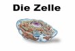 Die Zelle - Szegedi Tudományegyetemweb.med.u-szeged.hu/mdbio/ger/material/2013-2014/I.Semester/zell_l/1/07... · Theodor Schwann Matthias J. Schleiden Zelltheorie 1. Alle Organismen