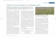 Mehr Artenvielfalt am Wegesrand - hez.wzw.tum.de · Aktuell Allgäuer Bauernblatt 11/2017 17 Professor Künast stellte das »Eh-da-Konzept« vor. Eh-da-Flächen, das sagt schon der