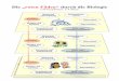 Die „roten Fäden“ durch die Biologie - cjt-gym-lauf.info · Struktur und Funktion Steuerung und Regelung Evolution Information Reproduktion Organisations-ebene Stoff- und Energieumwandlung