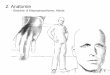 2. Anatomie - LMU München - Medieninformatik · 2. Anatomie Gesichtsproportionen Um das Volumen des Hirnschädels zu bestimmen, zeichnet man ein Rechteck mit dem Seitenverhältnis