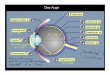 Das Auge - Forschungsgruppe Neutrinophysik · - Lichtstrahlen (geometrische Optik) - Elektromagnetische Welle (Interferenz, Beugung, Polarisation,…) - Licht (elektromagnetische
