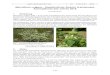 Buch, C.: Marrubium vulgare - botanik-bochum.de · Marrubium vulgare (Abb. 1 & 2) ist die Arzneipflanze des Jahres 2018. Sie wird jährlich vom Sie wird jährlich vom Studienkreis