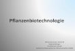 Pflanzenbiotechnologie - bioanalytik-anhalt.de · Vorteile der in-vitro Kultur • Mit wenig Material können sehr viele Pflanzen hergestellt werden • Quasi unbegrenzte identische