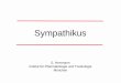 Sympathikus - fs.tum.dedanner/tutorium/pharma/Sympathikus_2005.pdf · Noradrenerge Synapse Transmittersynthese 1. Tyrosinhydroxylase 2. Decarboxylase 3. Dopamin-β-Hydroxylase (im