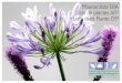 Pﬂanzenliste EBA Liste de plantes AFP Lista delle Piante CFP fileAnmerkungen zur offiziellen Pflanzenliste des Schweizerischen Floristenverbands SFV EBA Die Liste ist in neun Kategorien