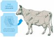 Unser wertvollstes Lebensmittel - iffa.messefrankfurt.com · Um den hohen Anspruch der Verbraucher an Fleisch zu erfüllen, tauschen sich Industrie, Handel und Handwerk alle drei