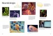 Neurobiologie - Minio Browser · 134 Neurobiologie Neurobiologie 135 einzigen Ionen, die die Membran passie ren können. Na+Ionen werden auf Grund ihres Konzentrationsgradienten und