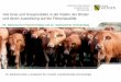 Viel Gras und Grasprodukte in der Ration der Rinder und ... · Verbesserung der Lagerfähigkeit (alpha-Tocapherol/Vitamin E) Rindfleisch besonders von Weiderindern fettarmes (IMF