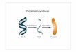 Die eine Seite: DNA - user.uni-frankfurt.dedingerma/Podcast/Proteinbiosynthese.pdf · 5‘-Cap-Struktur und Poly(A)-Ende angehängt. Die Akteure Prokaryontische Ribosomen Eukaryontische
