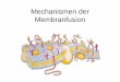 Mechanismen der Membranfusion - lehre.fli.de · Rezeptorvermittelte Endozytose Beispiel: Semliki Forest Virus Clathrin-abhängige rezeptorvermittelte Endozytose Ansäuerung im frühen