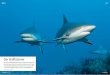 Der Haiflüsterer - Nautilus Tauchreisennautilustauchreisen.de/wp-content/uploads/2016/10/Cuba_jardines_de_la... · Als das in italienischem Besitz befindliche Ava - lon Diving Center