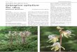Orchidee des Jahres 2014 E. japonicum Epipogium aphyllum ... · Heft 1 · 2014 OrchideenJournal 23 Einleitung Der Blattlose Widerbart (Epipogium aphyllum Sw.) ist von den Arbeitskrei-sen