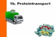 1b. Proteintransport - Szegedi Tudományegyetemweb.med.u-szeged.hu/mdbio/ger/material/2013-2014/5/1b. Proteintransport.pdf · Cytosol Nukleus Peroxisome Mitokondrium Plastid Golgi