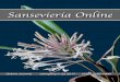 Sansevieria Online, Jahrgang 5, Heft 2 · teren Erforschung (Systematik, Morphologie, Evolution) sowie aktiver Artenschutz durch Vermehrung von Sansevierien über Aussaaten und Verbreitung