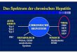 Das Spektrum der chronischen Hepatitis - labors.at · Das Spektrum der chronischen Hepatitis CHRONISCHE HEPATITIS VIRAL HBV HCV HDV HEV AUTO IMMUN Typ 1 Typ 2 Typ 3 PBC METABOLISCH