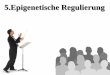 5.Epigenetische Regulierung - Szegedi Tudományegyetemweb.med.u-szeged.hu/mdbio/ger/material/2013-2014/7/5b. Epigenetische... · Nukleosom Nukleosom Inaktives HSF kann nicht binden