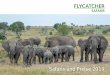 Safaris und Preise 2019 - flycatcher.ch · Flycatcher Safaris | 3. In unserem Hauptprospekt «Safaris in Tanzania» finden Sie Informationen zum Reiseland, zum Safari-Alltag und zu