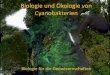 Biologie und Ökologie mariner Cyanobakterien · Chloroflexus (green non-sulfur bacteria) Mastigocladus (cyanobacterium) •Free-living heterocystous species dominate the cyanobacterial