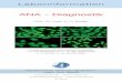 ANA - Diagnostik · Krankheiten Autoantikörper Sens [%] Spezifität Systemische ANA-IIFT 95 nieder Sklerodermie Scl-70 50 - 60 hoch (SSC) RNA-Pol. I-III 8 - 10 hoch