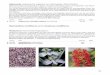 Habenaria (Japanische Vogelblume, Reihergras, Reiherfeder) · 49 Haemanthus multiflorus siehe Scadoxus multiflorus Habenaria (Japanische Vogelblume, Reihergras, Reiherfeder) Habernia
