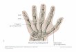 DIP PIP Finger- grundgelenk - medi-learn.de fileDIP PIP Daumensattelgelenk Daumen-grundgelenk Finger-grundgelenk MEDI-LEARN Skript Anatomie 5 – Abbildung 13 – Seite 16 Fingergelenke