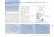 Focus Das viszerale Faszienskelett des Bauchraums · 20 DO · Deutsche Zeitschrift für Osteopathie, 1/2010; Hippokrates Verlag L egen wir unseren Fokus auf den Bauchraum, dann liegt