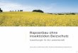 Rapsanbau ohne insektiziden Beizschutz - iva.de · Bedeutung des Rapsanbaus in Mecklenburg-Vorpommern Anbaufläche 2014 in M-V: 245.000 ha Winterraps (Platz 1 in Deutschland) Nahezu