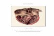 Herzschnitte - MedUni Wien I Endversionen/Herzschnitte... · Im Bereich des Conus arteriosus muss der Schnitt leicht bogenförmig geführt werden um das Ursprungsgebiet des Truncus