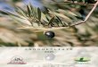 Zwei Marken im Doppelpack - olive.de Die Olive 2015.pdf · PDF fileZwei Marken im Doppelpack „Die Olive und mehr“ wurde 1988 von Herrn Stöcker aus der Taufe gehoben. Vor 18 Jahren