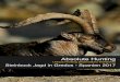 Absolute Hunting · Steinbock Jagd im Gredos Gebirge - Nord Spanien Willkommen in einem der besten Free Range Gebiete für die Jagd auf den Gredos Steinbock in Spanien