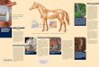 Alterserkrankung: Equines Cushing Syndrom - PferdedocShop · Alterserkrankung: Equines Cushing Syndrom Hat mein Pferd Cushing? Merkmale des ECS Das Equine Cushing Syndrom zeichnet