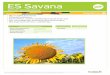 ES Savana - euralis.de · ES Savana Körner-Sonnenblume SONNENBLUME SORTENINFORMATION Empf. Bestandesdichte 27–9 Körner/m Standorteignung alle Standorte Nutzungsrichtung Körner-Sonnenblume