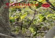 ISSN-Internet 2366-0643 · 43 Thrixspermum nicolasiorum Die Orchidee 4(06), 2018/E-Paper Michael Agbayani Calaramo, Airport Avenue, Brgy. Bengcag, Laoag City, 2900 Ilocos Norte,