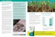 TerraLife fördert - dsv-saaten.de · 10 11 TerraLife und Mykorrhiza TerraLife und Mykorrhiza TerraLifeMischungen fördern viele Bodenfunktionen indem sie positiv auf die Bodenstruktur