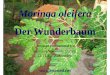 Moringa oleifera Der Wunderbaum - schoepfung-bewahren.de · Moringa oleifera enthält Nährstoffe/100g Moringa - Frische Blätter Blattpulver kcal 205.0 92 Eiweißstoffe (g) 27.1